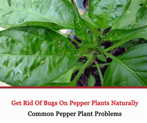 Bugs On Pepper Plants How To Get Rid Of Bugs On Pepper Plants