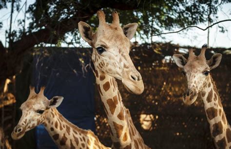 A cozy cafe space is inside the market if you'll like to try cooked african and north american cuisine. A Towering Conservation Success | San Diego Zoo Institute ...