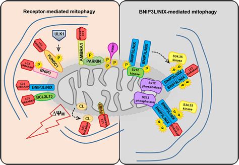 A brief overview of BNIP3L NIX receptormediated mitophagy Marinković
