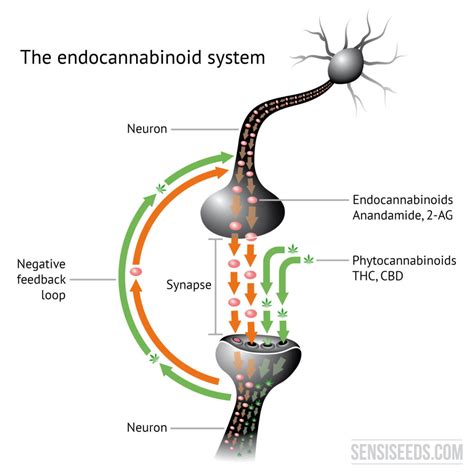 The Endocannabinoid System Bryans Green Care