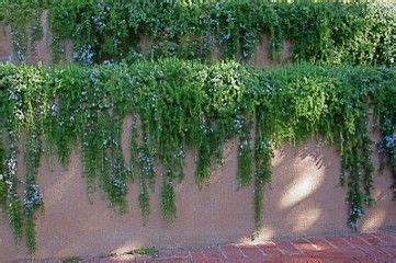 I don't have a lot of experience, but i've been researching till my eyes are crossed and i'm ready to tackle the retaining wall in front of my house. Creeping Rosemary | Backyard Ideas | Pinterest | Planters ...