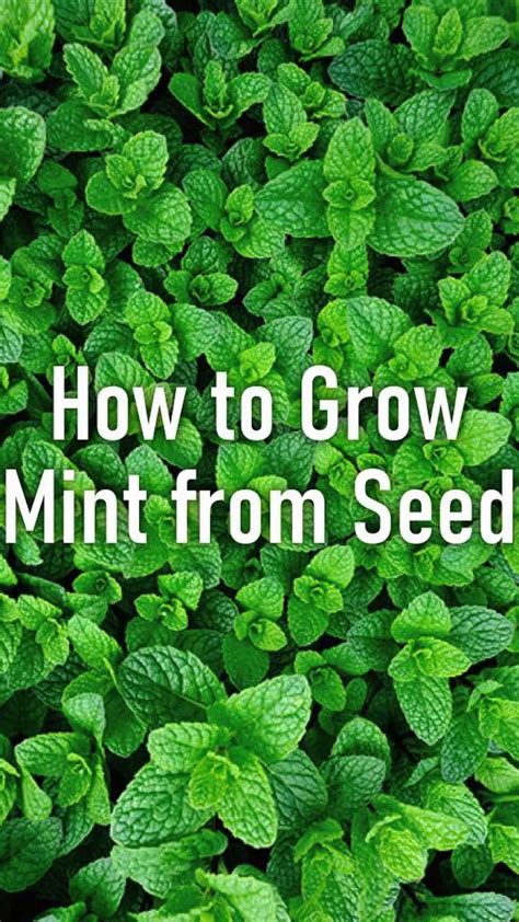 How to grow mint from seed