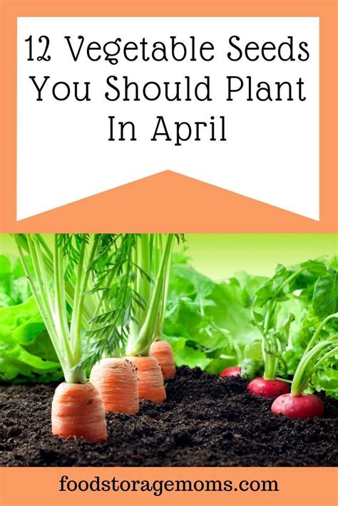 Wonder if someone shook her hands all over the place scattering seeds. Are you ready to learn about the 12 vegetable seeds you ...