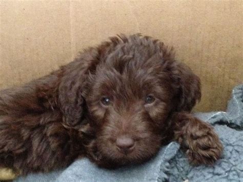 We are a small farm and dog breeder specializing in raising miniature goldendoodle puppies. READY NOW! Beautiful Miniature Labradoodle puppies ...