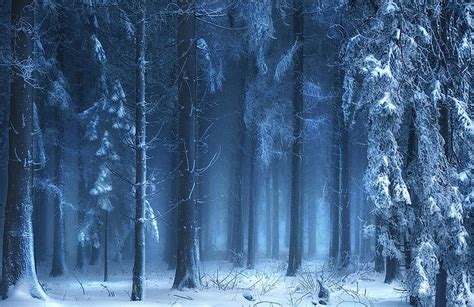 Nature Landscape Blue Forest Snow Winter Mist Sunlight Trees