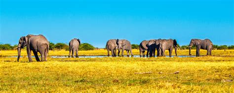 chobe national park safari fees guide and weather [2024]