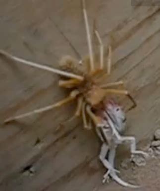 Camel spider eating a lizard in afghanistan. Hotels/Motels and Spider Bites