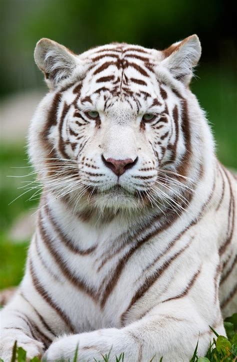 Top 181 Imagenes De Tigres De Bengala Destinomexicomx