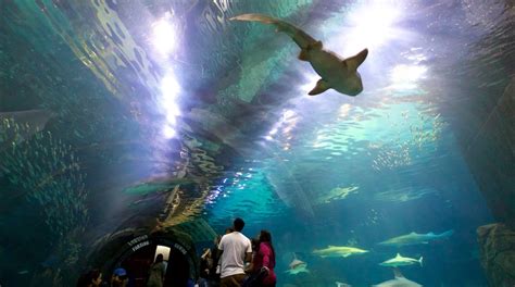 Visit Adventure Aquarium In Camden Expedia