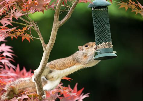 Do you have squirrel damage in your garden? How to Get Rid of Squirrels: Easy and Humane Tips