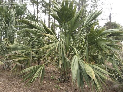 Plantfiles Pictures Sabal Cabbage Palm Palmetto Palm Sabal Palm