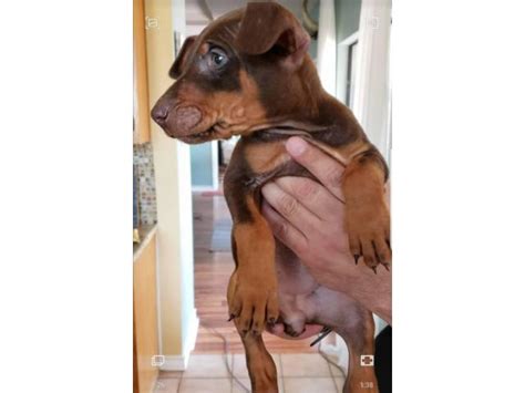 Below is a sample search of our doberman pinscher breeders with puppies for sale. Stunning Doberman puppies ready to be re-homed in San ...