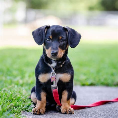 16 Adorable Mixed Breed Dogs Youll Fall In Love With
