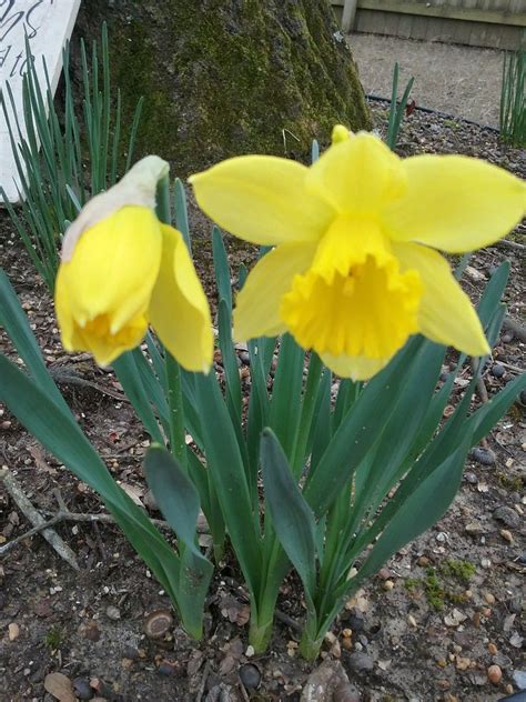 Just sharing in a moment of intuition. Daffodils. ( Reminds me of my mother. ) | Flowers, Plants