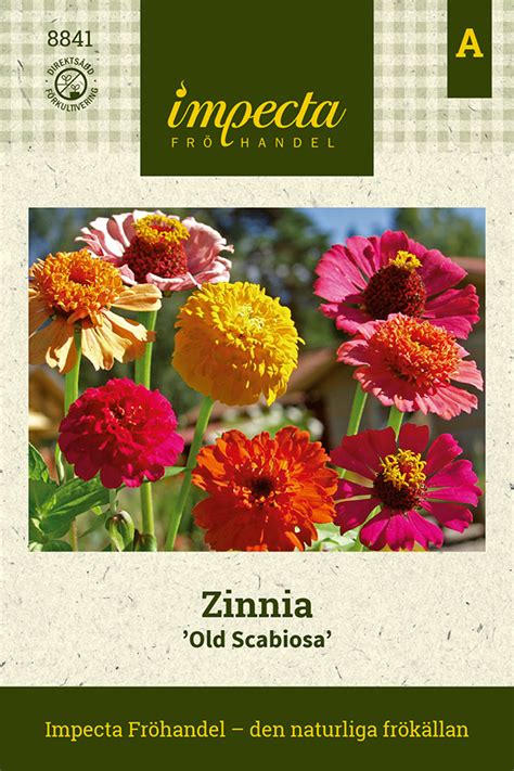 Zinnia Old Scabiosa Ettåriga Blomsterväxter Zinnia Elegans Old