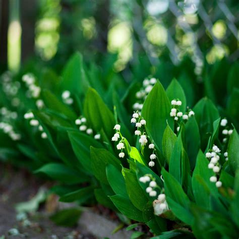 Lily Of The Valley Ground Cover Pips 1 Year Old Convallaria Bulbs Easy To Grow Bulbs