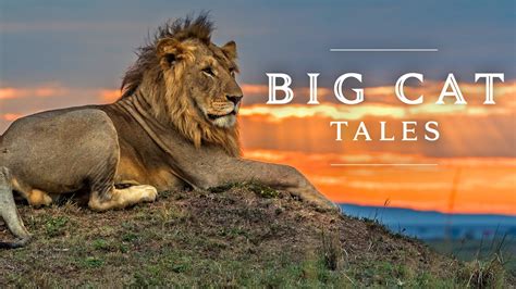 Watch Big Cat Tales · Season 1 Full Episodes Free Online Plex