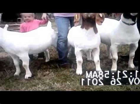 Livestock Judging - Market Goats 