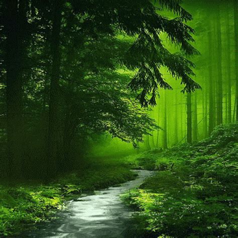Nature Green Forest Lwp