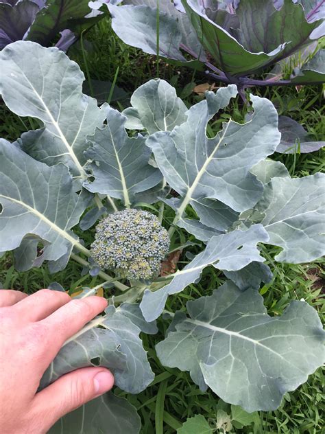 First Time Growing Broccoli Is It Ready To Harvest