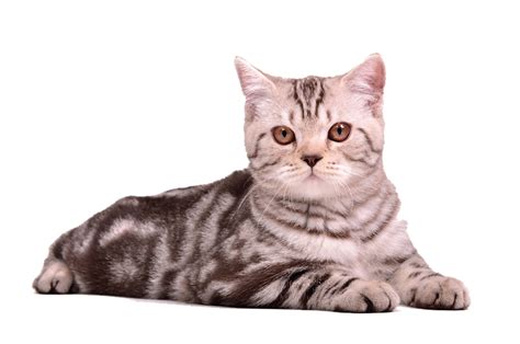Download High Quality Cat Transparent Sitting Transparent Png Images