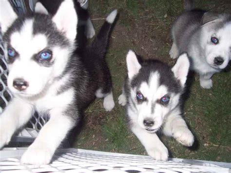 He needs a home with a yard where siberian husky breeders tennessee siberian husky puppies for sale in tn craigslist siberian husky. Adult Husky For Sale | PETSIDI