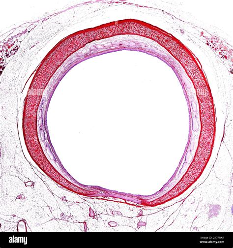 Light Micrograph Of A Cross Section Of The Trachea Showing C Shaped