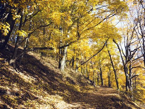 Free Picture Forest Wood Road Mountain Nature Autumn Color Leaf