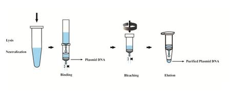 【technology Sharing】extraction Of Plasmid Dna Finetest Elisa Kit