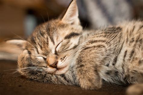 無料写真素材動物猫・ネコ子猫・小猫寝顔・寝姿画像素材なら！無料・フリー写真素材のフリーフォト