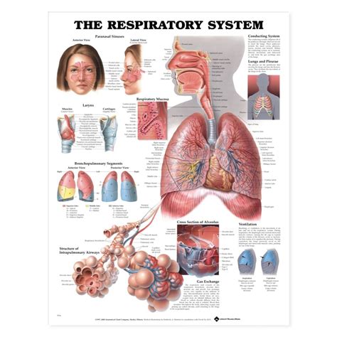 Human skeleton, anatomy chart for kids with female body. Respiratory System Anatomy Poster | Lung Anatomical Chart ...