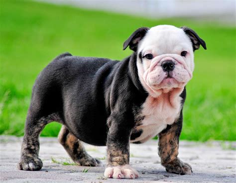 55 Adopto Bulldog Ingles Photo Bleumoonproductions