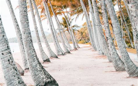 Download Wallpaper 3840x2400 Palms Beach Tropics Trees Sand 4k