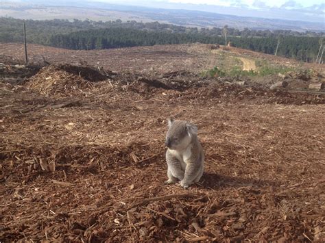 Koala Rescued From Deforestation In Australia Big Picture
