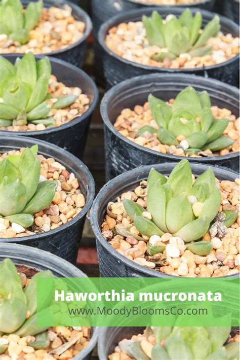 Haworthia Mucronata Small Succulent Plants Small Succulents Aloe Plant