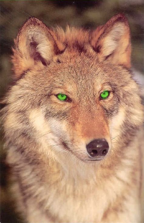 Graphic animal illustration wolf head with green eyes. Amber- This is my wolf form. I'm a red wolf and my eyes ...