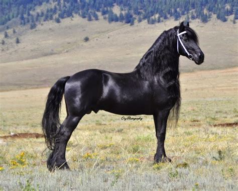 Friesian Horse Temperament And Characteristics • Horsezz