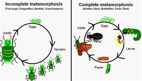 Senior Biology: Reproductive Strategies