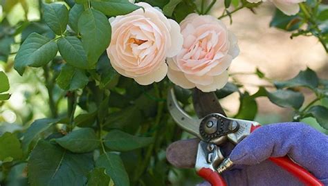 40 Gardening Tricks The Pros Dont Want You To Know Fallbrook247