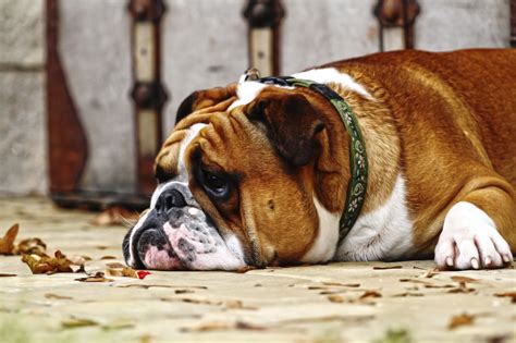 Prairie Ridge Veterinary Clinic | Fat Pets Aren’t Funny: Battling Pet