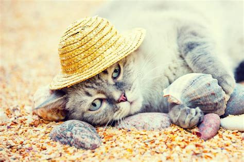 Cat Wearing Sunglasses Relaxing On The Beach Stock Image