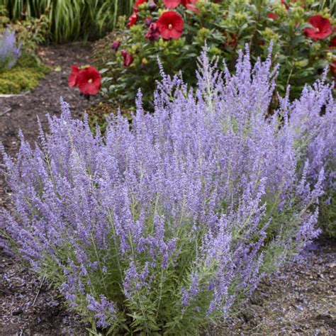 Denim N Lace Russian Sage Perovskia Atriplicifolia Proven Winners