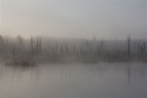 Free Images Swamp Fog Sunrise Mist Morning Lake Dawn