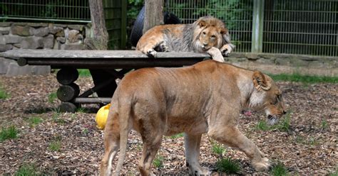 Wild Animals Go Missing At A Zoo Stirring Fears The New