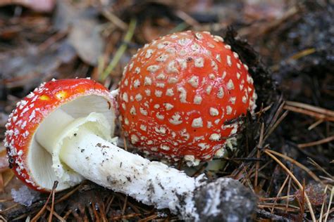 Guía de Setas y Hongos de Navarra Amanita muscaria var muscaria L Lam