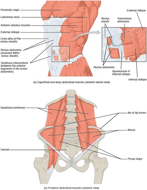 If the pain is severe or ch. Axial Muscles of the Abdominal Wall, and Thorax · Anatomy ...