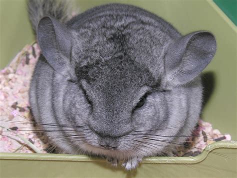 Chinchilla Info And Photos Images The Wildlife