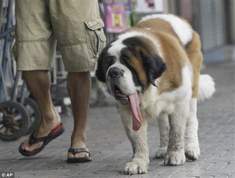 They can easily bowl over a full grown adult, so imagine how a child may feel when these big dogs come barreling towards them! Milo, the St.Bernard from Bangkok with a large tongue ...