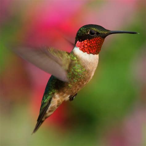 10 Incredible Hummingbird Species You Could See In Your Backyard