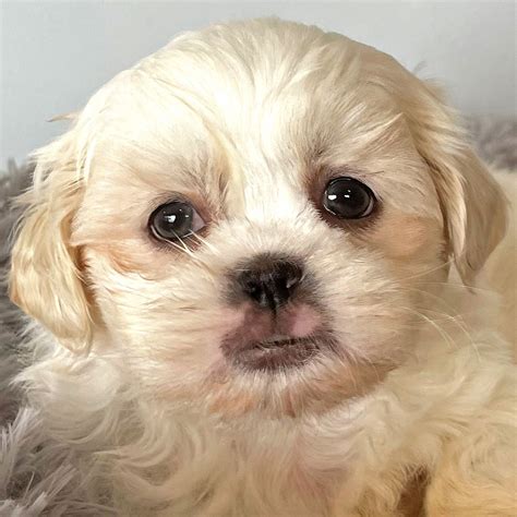 Shih Tzu Puppy For Sale Heavenly Puppies